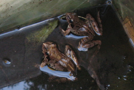 f:id:hantubojinusi:20100805161359j:image f:id:hantubojinusi:20100805161359j:image