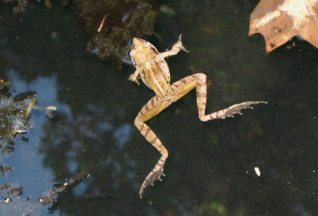 f:id:hantubojinusi:20100805161523j:image f:id:hantubojinusi:20100805161523j:image