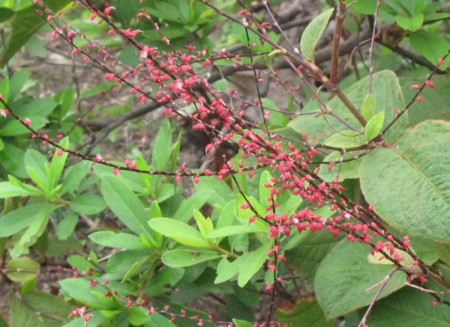 f:id:hantubojinusi:20101020111924j:image