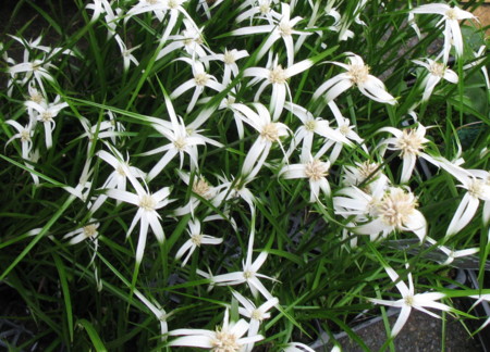 f:id:hantubojinusi:20110618131533j:image