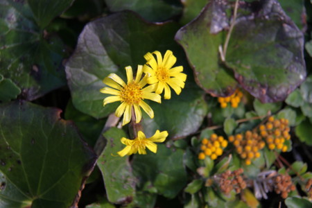 f:id:hantubojinusi:20111230093630j:image