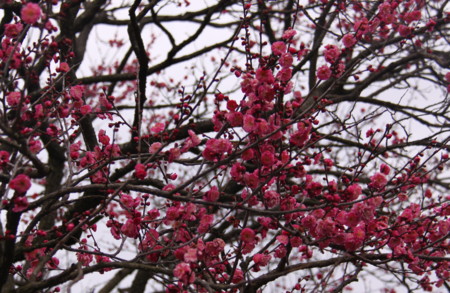 f:id:hantubojinusi:20120318115957j:image