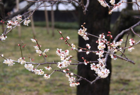 f:id:hantubojinusi:20120318120151j:image