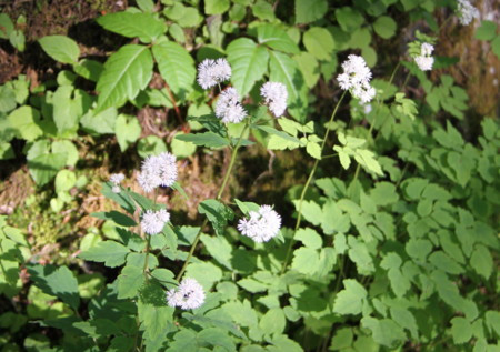 f:id:hantubojinusi:20120624073418j:image f:id:hantubojinusi:20120624073418j:image