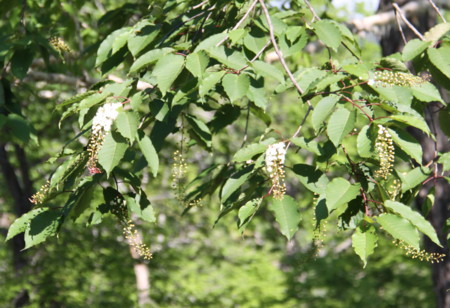 f:id:hantubojinusi:20120624074115j:image f:id:hantubojinusi:20120624074115j:image