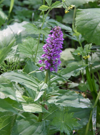 f:id:hantubojinusi:20120624074541j:image f:id:hantubojinusi:20120624074541j:image