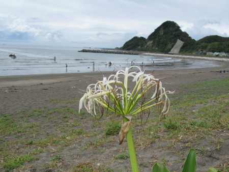 f:id:hantubojinusi:20120902132338j:image