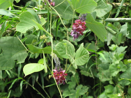 f:id:hantubojinusi:20120902133142j:image