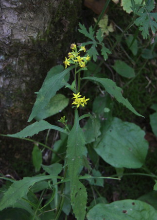 f:id:hantubojinusi:20120929122146j:image