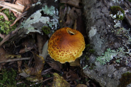 f:id:hantubojinusi:20120929122224j:image