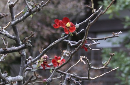 f:id:hantubojinusi:20121107125921j:image