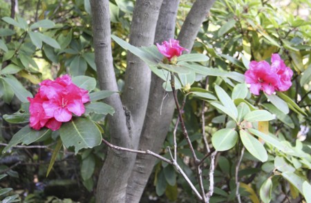 f:id:hantubojinusi:20121107130455j:image