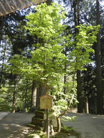 f:id:hantubojinusi:20130506090026j:image