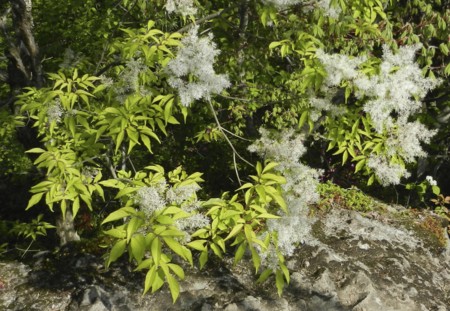 f:id:hantubojinusi:20130506094030j:image