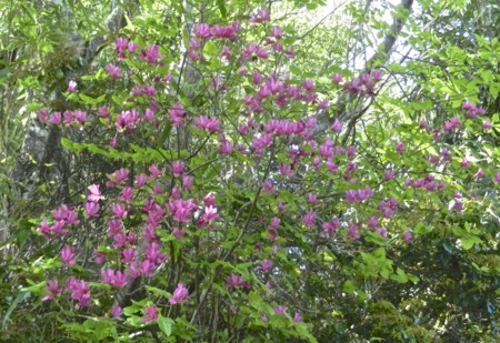 f:id:hantubojinusi:20130506094336j:image