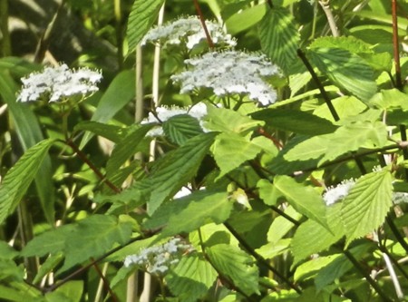 f:id:hantubojinusi:20130506094708j:image