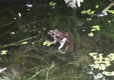 f:id:hantubojinusi:20130703143401j:image