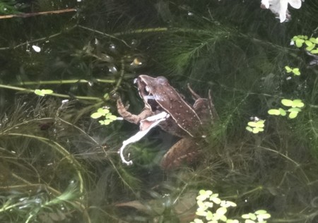 f:id:hantubojinusi:20130703143605j:image