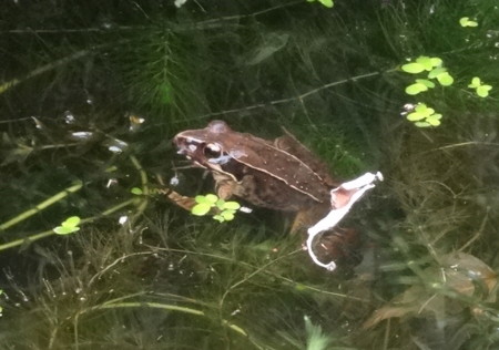 f:id:hantubojinusi:20130703152602j:image