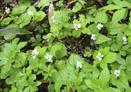 f:id:hantubojinusi:20130730113007j:image