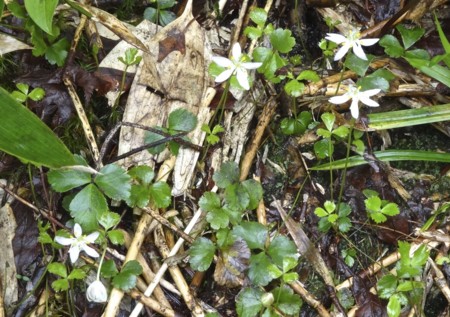 f:id:hantubojinusi:20130730113047j:image