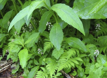 f:id:hantubojinusi:20130730113434j:image