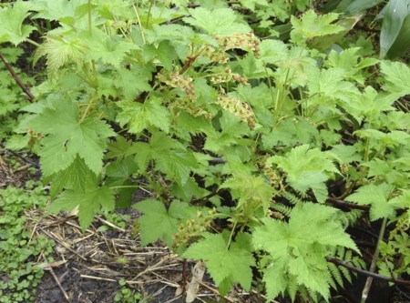 f:id:hantubojinusi:20130730113533j:image