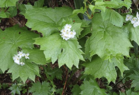 f:id:hantubojinusi:20130730113604j:image