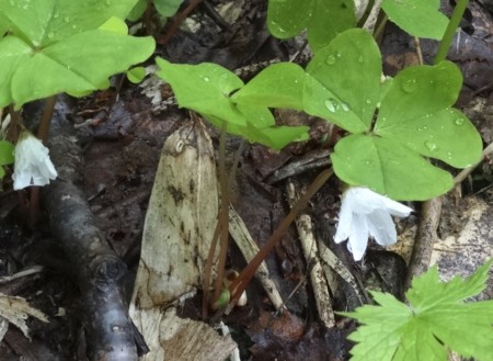 f:id:hantubojinusi:20130730113714j:image