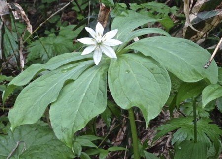 f:id:hantubojinusi:20130730113725j:image