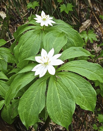 f:id:hantubojinusi:20130730113950j:image