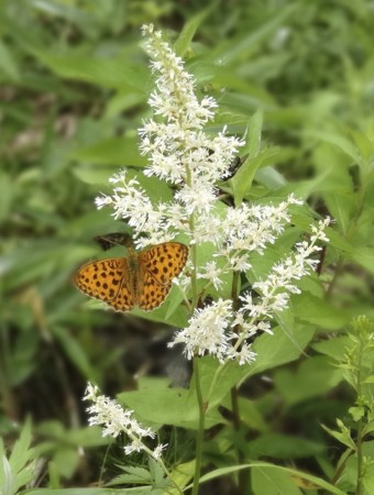 f:id:hantubojinusi:20130730120345j:image