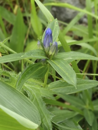 f:id:hantubojinusi:20130730120400j:image