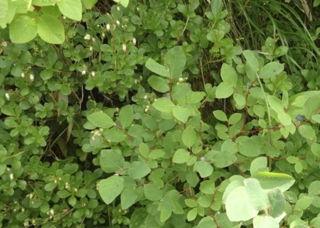 f:id:hantubojinusi:20130730131027j:image