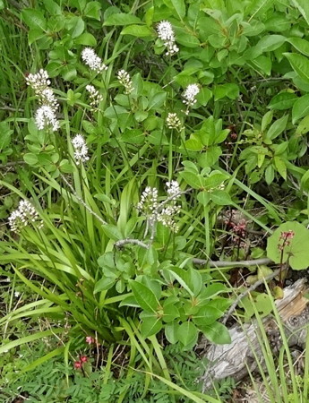 f:id:hantubojinusi:20130730131441j:image