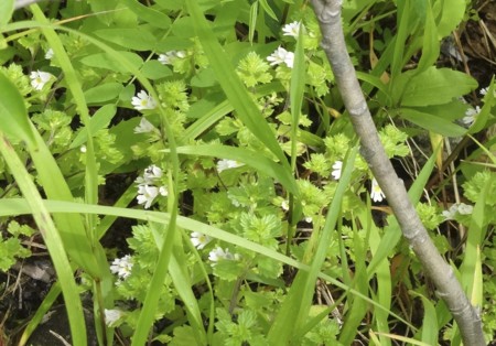 f:id:hantubojinusi:20130730131516j:image