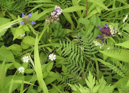 f:id:hantubojinusi:20130730131548j:image