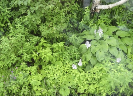 f:id:hantubojinusi:20130730132743j:image f:id:hantubojinusi:20130730132743j:image