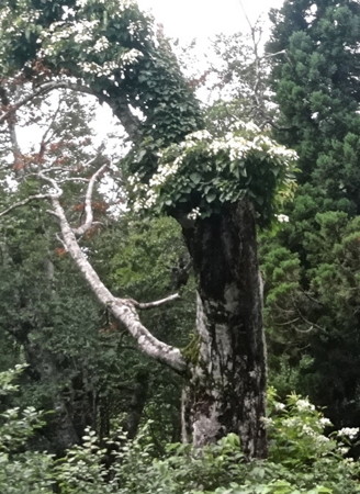 f:id:hantubojinusi:20130730134003j:image f:id:hantubojinusi:20130730134003j:image