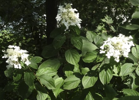 f:id:hantubojinusi:20130731103322j:image