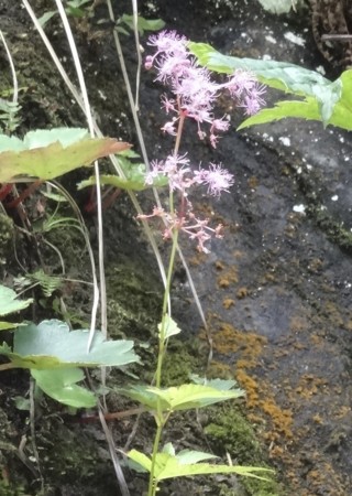 f:id:hantubojinusi:20130731105244j:image