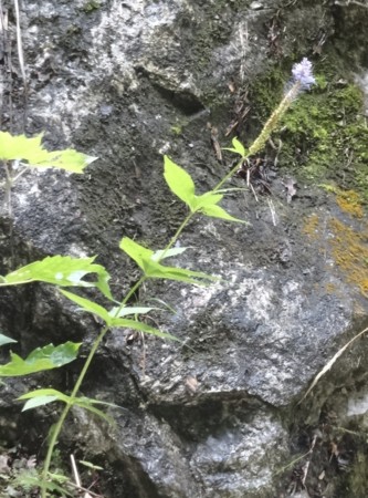 f:id:hantubojinusi:20130731105254j:image