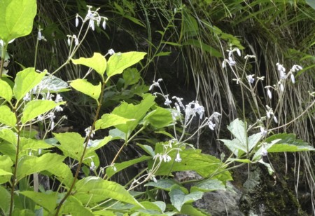 f:id:hantubojinusi:20130731105306j:image