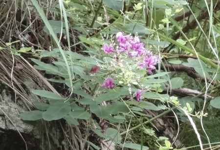 f:id:hantubojinusi:20130731105429j:image