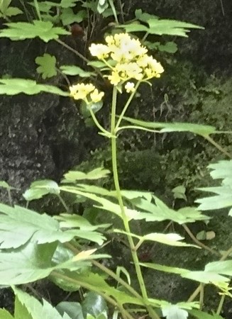 f:id:hantubojinusi:20130731105917j:image