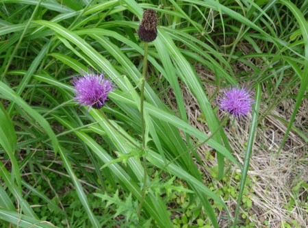 f:id:hantubojinusi:20140803152220j:image