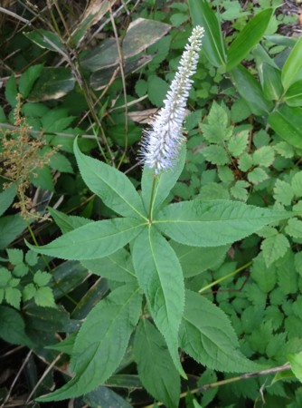 f:id:hantubojinusi:20140803155938j:image