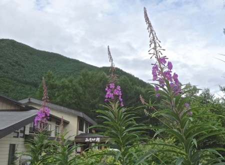 f:id:hantubojinusi:20140803163008j:image f:id:hantubojinusi:20140803163008j:image