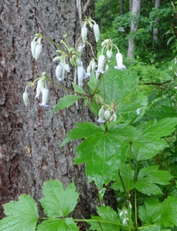 f:id:hantubojinusi:20140804073515j:image f:id:hantubojinusi:20140804073515j:image