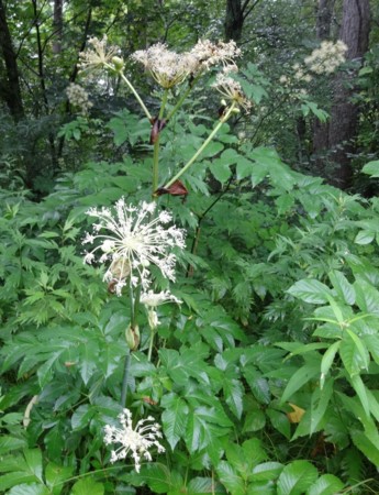 f:id:hantubojinusi:20140804073651j:image f:id:hantubojinusi:20140804073651j:image